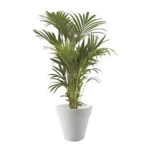 LOCATION PLANTE